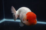 Jumbo Lionchu  Red White 5.5 Inch (ID#0103R12a-21)