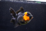 Thai Oranda  Red Black 5 Inch (ID#1018To6b-113)