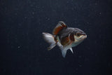 Baby Thai Oranda  Panda 3 Inch (ID#1206ToPTA-36) Free2Day SHIPPING