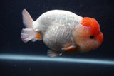 Jumbo Lionchu  Red White 5.5 Inch (ID#0103R12a-21)