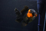 Thai Oranda  Red Black 5 Inch (ID#1018To6b-113)