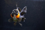 Thai Oranda  Red Black 5 Inch (ID#1018To6b-113)