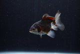 Baby Thai Oranda  Panda 3 Inch (ID#1206ToPTA-36) Free2Day SHIPPING