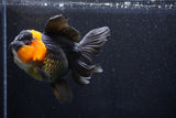 Thai Oranda  Red Black 5 Inch (ID#1018To6b-113)