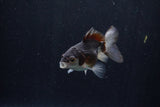 Baby Thai Oranda  Panda 3 Inch (ID#1206ToPTA-36) Free2Day SHIPPING