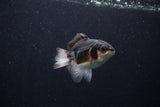 Baby Thai Oranda  Panda 3 Inch (ID#1206ToPTA-36) Free2Day SHIPPING