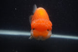 Jumbo Lionchu  Red White 5 Inch (ID#0103R12a-22)