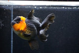 Thai Oranda  Red Black 5 Inch (ID#1018To6c-113)