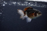 Baby Thai Oranda  Panda 3 Inch (ID#1206ToPTA-36) Free2Day SHIPPING