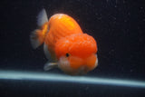 Jumbo Lionchu  Red White 5 Inch (ID#0103R12a-22)