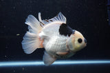 Thai Oranda  Panda 5 Inch (ID#311To6b-118) Please See Notes