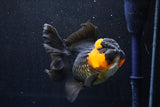 Thai Oranda  Red Black 5 Inch (ID#1018To6b-113)