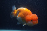 Jumbo Lionchu  Red White 5 Inch (ID#0103R12a-22)