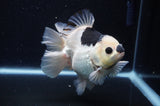 Thai Oranda  Panda 5 Inch (ID#311To6b-118) Please See Notes