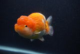 Jumbo Lionchu  Red White 5 Inch (ID#0103R12a-22)