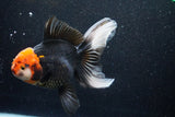 Thai Oranda  Tricolor 6 Inch (ID#1018To6c-114)