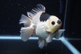 Thai Oranda  Panda 5 Inch (ID#311To6b-118) Please See Notes