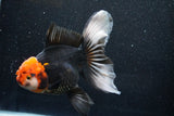 Thai Oranda  Tricolor 6 Inch (ID#1018To6b-114)