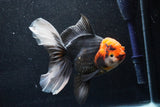 Thai Oranda  Tricolor 6 Inch (ID#1018To6b-114)