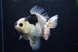 Thai Oranda  Panda 5 Inch (ID#311To6b-118) Please See Notes