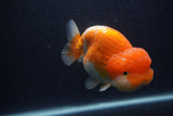 Jumbo Lionchu  Red White 5 Inch (ID#0103R12a-22)