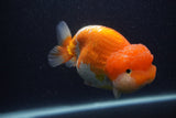 Jumbo Lionchu  Red White 5 Inch (ID#0103R12a-22)