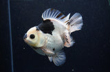 Thai Oranda  Panda 5 Inch (ID#311To6b-118) Please See Notes