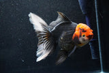 Thai Oranda  Tricolor 6 Inch (ID#1018To6c-114)