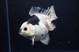 Thai Oranda  Panda 5 Inch (ID#311To6b-118) Please See Notes