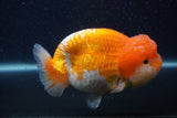 Jumbo Lionchu  Red White 5 Inch (ID#0103R12a-22)