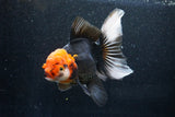 Thai Oranda  Tricolor 6 Inch (ID#1018To6b-114)