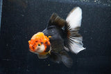 Thai Oranda  Tricolor 6 Inch (ID#1018To6c-114)