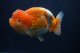 Jumbo Lionchu  Red White 5 Inch (ID#0103R12a-22)