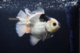 Thai Oranda  Panda 5 Inch (ID#311To6b-118) Please See Notes