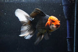 Thai Oranda  Tricolor 6 Inch (ID#1018To6c-114)