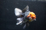 Thai Oranda  Tricolor 6 Inch (ID#1018To6b-114)