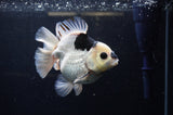 Thai Oranda  Panda 5 Inch (ID#311To6b-118) Please See Notes