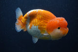 Jumbo Lionchu  Red White 5 Inch (ID#0103R12a-22)