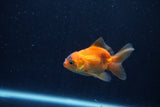 Baby Thai Oranda  Tricolor 2.5 Inch (ID#1206ToPTA-38) Free2Day SHIPPING