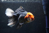 Thai Oranda  Tricolor 6 Inch (ID#1018To6b-114)