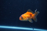 Baby Thai Oranda  Tricolor 2.5 Inch (ID#1206ToPTA-38) Free2Day SHIPPING