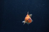 Baby Thai Oranda  Tricolor 2.5 Inch (ID#1206ToPTA-38) Free2Day SHIPPING