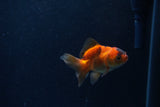 Baby Thai Oranda  Tricolor 2.5 Inch (ID#1206ToPTA-38) Free2Day SHIPPING