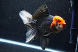 Thai Oranda  Tricolor 6 Inch (ID#1018To6c-114)