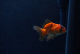 Baby Thai Oranda  Tricolor 2.5 Inch (ID#1206ToPTA-38) Free2Day SHIPPING