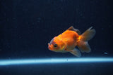 Baby Thai Oranda  Tricolor 2.5 Inch (ID#1206ToPTA-38) Free2Day SHIPPING