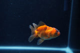 Baby Thai Oranda  Tricolor 2.5 Inch (ID#1206ToPTA-38) Free2Day SHIPPING