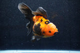 Thai Oranda  Red Black 6 Inch (ID#1018To6c-115)