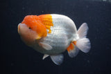 Jumbo Lionchu  Red White 4.5 Inch (ID#0107R12a-19)