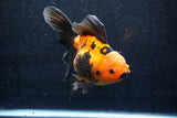 Thai Oranda  Red Black 6 Inch (ID#1018To6b-115)